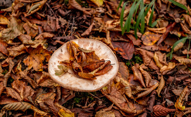 mushrooms among the autumn leaves