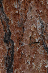 Tree bark close-up
