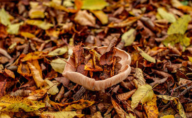 mushrooms among the autumn leaves