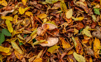 mushrooms among the autumn leaves