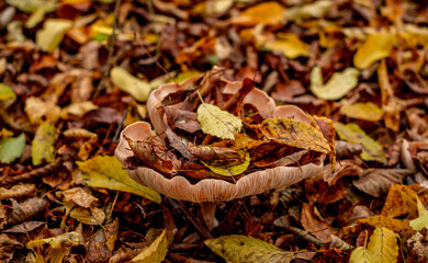 mushrooms among the autumn leaves