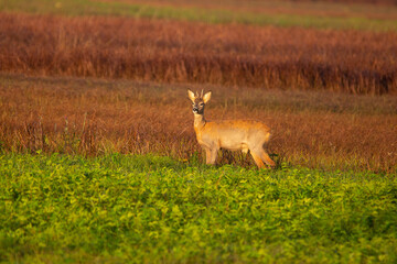 Junger Rehbock in den Federseewiesen