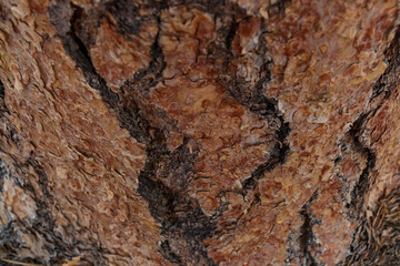 Tree bark close-up
