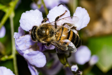 abeille SUR UNE FLEUR 