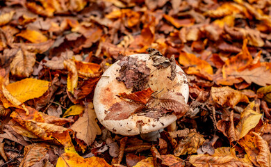 mushrooms among the autumn leaves