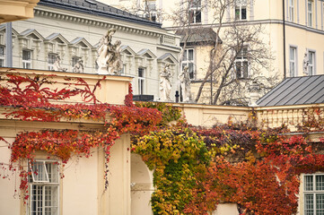 old buildings covered with creeper colorful leaves in Vienna Austria