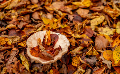 mushrooms among the autumn leaves