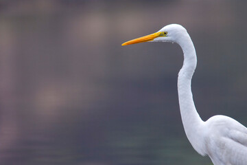 Obraz premium Portrait of a Great Egret (Arden alba)