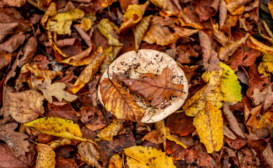 mushrooms among the autumn leaves