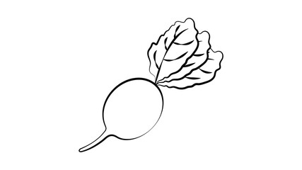 Ink Radish hand drawn sketch. Retro botanical art. Organic food, eco sketch. Stylish monochrome black and white sketch. Vector illustration isolated on white background