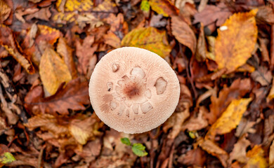 mushrooms among the autumn leaves