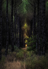 Obraz premium evening light at the end of a path in a forest with tall trees