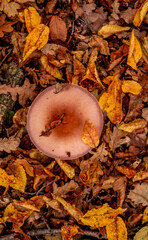 mushrooms among the autumn leaves