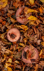 mushrooms among the autumn leaves