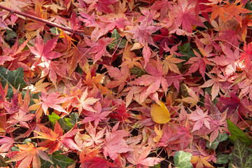 red maple leaves