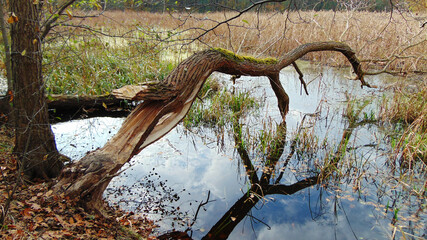 Złamane drzewo nad wodą. © WalDec