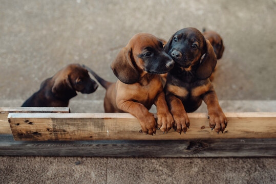High angle of adorable brown German Hound puppies standing together near wooden fence in countryside