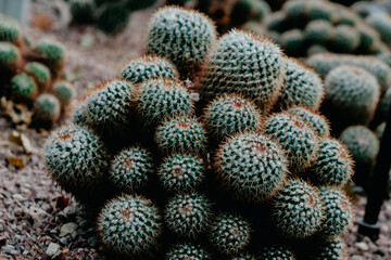 Naklejka na ściany i meble cactus in the desert cactus in desert green plant beauty beautiful bloom blossom mini big garden macro botany close up 