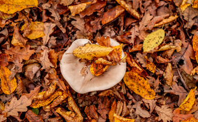 mushrooms among the autumn leaves