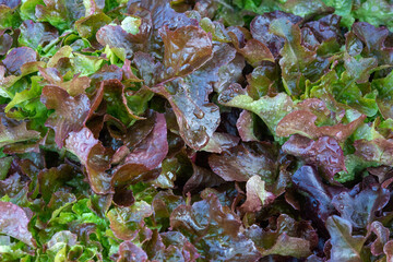 Fresh organic green oak lettuce vegetable plant farm