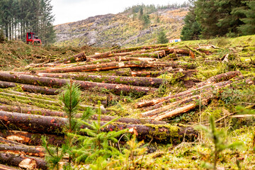 Fototapeta na wymiar Deforestation giong on in Donegal - Ireland