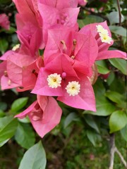 Obraz premium pink hibiscus flower