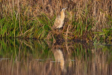 Rohrdommel im  Schilf