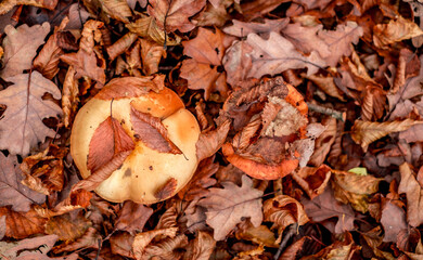 mushrooms among the autumn leaves