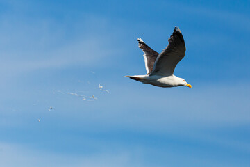 Sea gull taking a dump in the sky