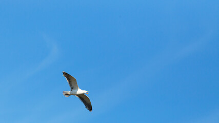 Seagull flying in a blue sky