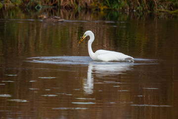 Silberreiher im Wasser stehend mit Fisch im Schnabel
