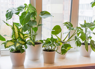 different plants in pots stand on the windowsill