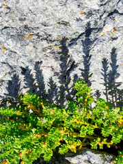 Daphne plants by the shore