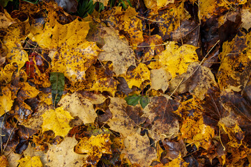 Bunte Herbstblätter am Boden