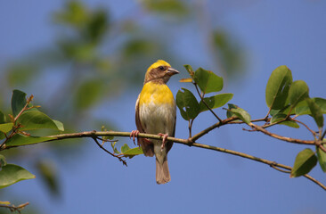 Baya weaver perching in a tree