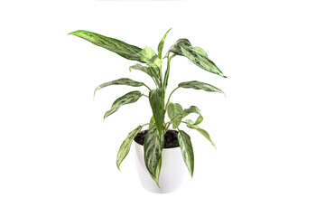 aglaonema plant in white pot isolated on white background.