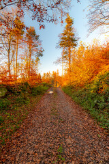 Autumn fall forest. Colorful nature scene, soft sunlight colors. Path in the forest during sunset.