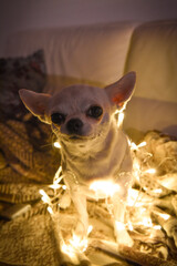 cane luci natale festa natale 