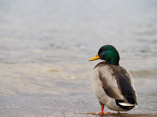Rear view of mallard duck on the beach