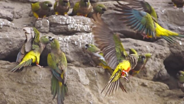 Burrowing parrots