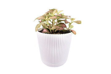 plant fittonia in a pot isolated on white background.