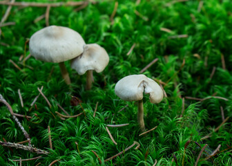 white mushrooms in forest  landscape