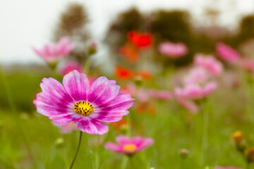 Obraz premium Closeup of violet pink cosmos flower in vivid color with beautiful yellow pollen and green stem in the green field with blurred garden as background in summer time and orange sunlight on its petals. 