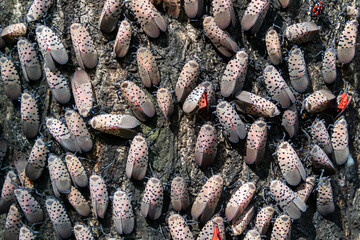 Hundreds of invasive spotted lanternflies (Lycorma delicatula) covering the trunk of their host tree, the tree of heaven (Ailanthus altissima) in Media, Pennsylvania, USA