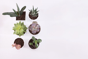 Succulent plants in pots on a white