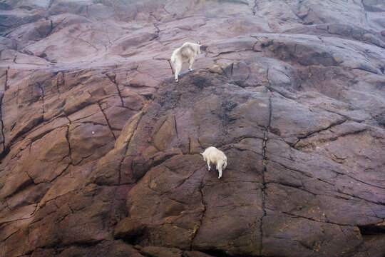 Mountain goat and her kid climbing up steep rocks