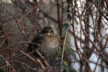 Drossel sitzt in Hecke, 