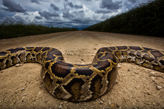 Burmese python crawling on dirt road against storm clouds