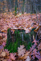 Mazing photo of a stump covered in oak leaves. November 2020