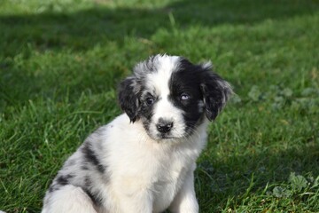 Border Collie dog puppy with different colored eyes (heterochromia).